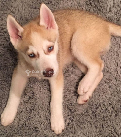 chiot-husky-big-2