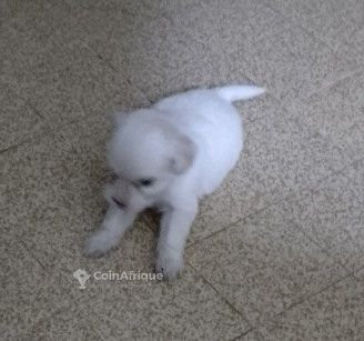 chiot-bichon-frise-big-1