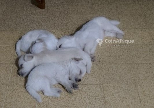 chiot-bichon-frise-big-2
