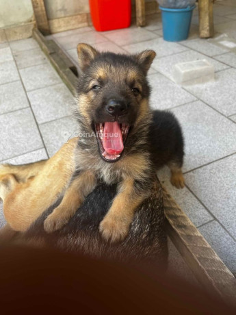 chiots-berger-allemand-big-0