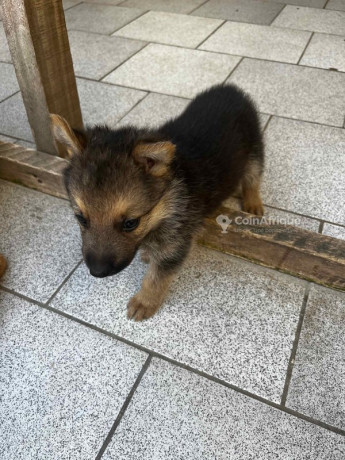 chiots-berger-allemand-big-1