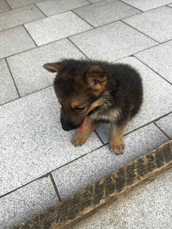 chiots-berger-allemand-big-2