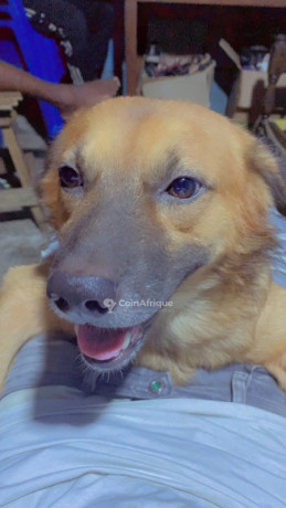 chiens-big-0