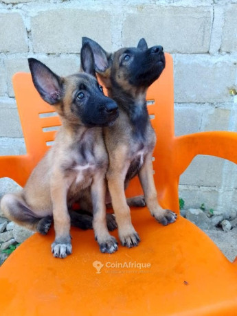 chiot-malinois-big-0