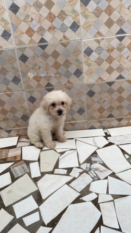 chien-caniche-big-0