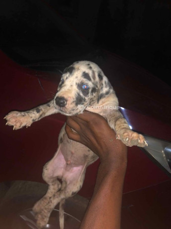 chiots-dog-allemand-big-1