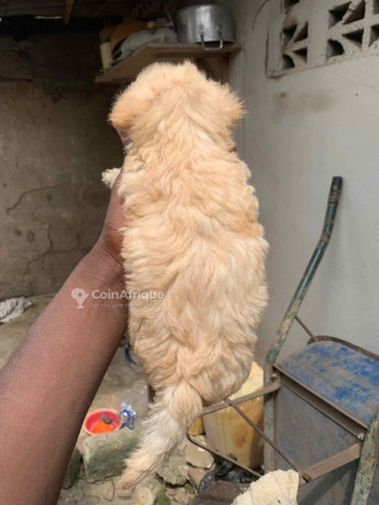 chien-bichon-big-0