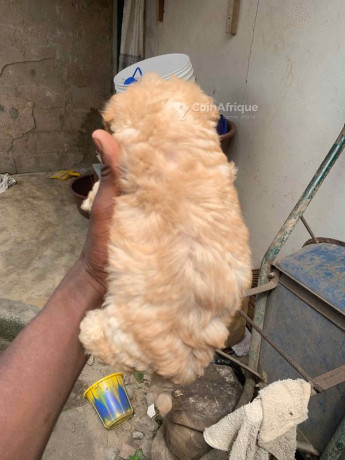 chien-bichon-big-2