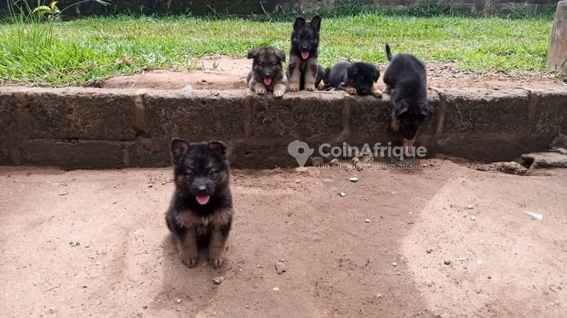chiot-berger-allemand-big-0