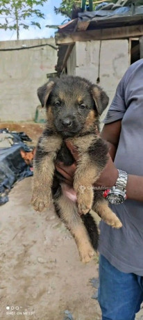chiot-berger-allemand-big-2