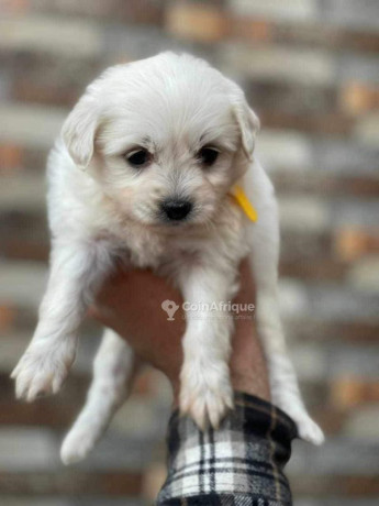 chiot-bichon-big-0