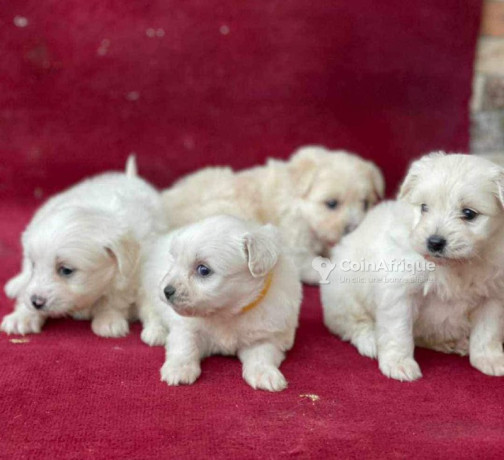 chiot-bichon-big-1