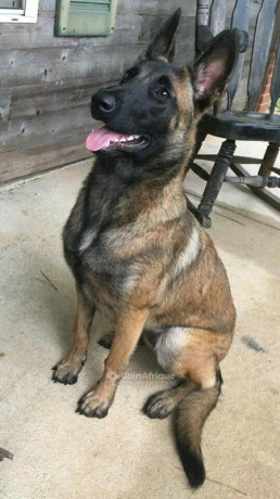 chiot-berger-allemand-big-0