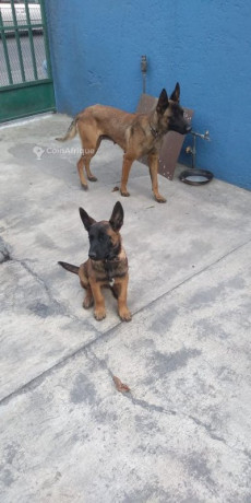 chiot-berger-allemand-big-1