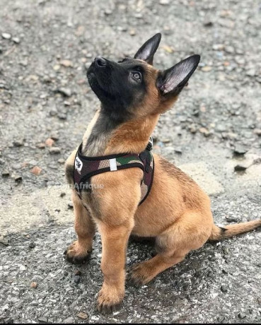 chiot-berger-allemand-big-2