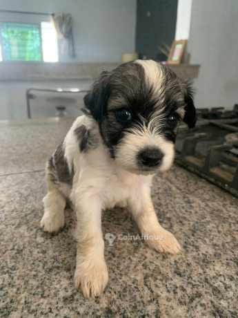 chiots-bichon-maltais-big-0