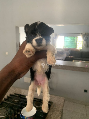chiots-bichon-maltais-big-1