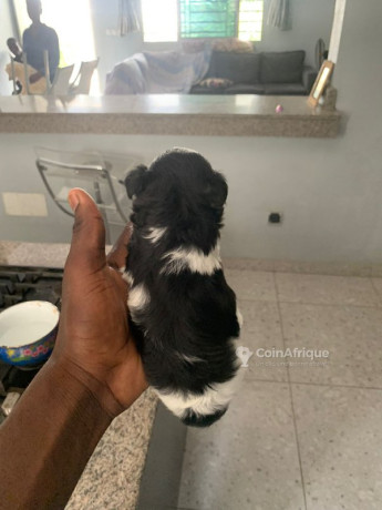 chiots-bichon-maltais-big-2