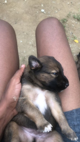 chiots-malinois-croises-pitbull-big-0