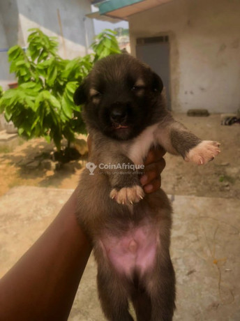chiots-malinois-croises-pitbull-big-1