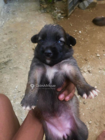 chiots-malinois-croises-pitbull-big-2