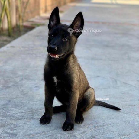 chiot-berger-big-1