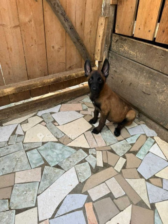 chiot-berger-big-2