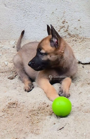 chiot-berger-malinois-pur-sang-big-0