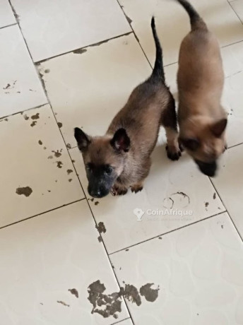 chiot-berger-malinois-pur-sang-big-1