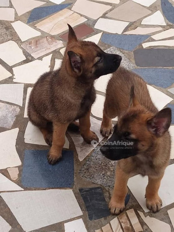 chiot-berger-malinois-pur-sang-big-2