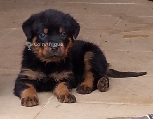 chiot-rottweiler-pur-sang-big-0