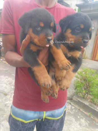 chiot-rottweiler-pur-sang-big-1