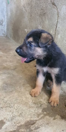 chiot-berger-allemand-pur-sang-big-0