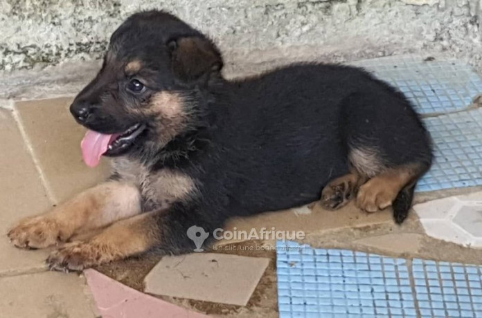 chiot-berger-allemand-pur-sang-big-2