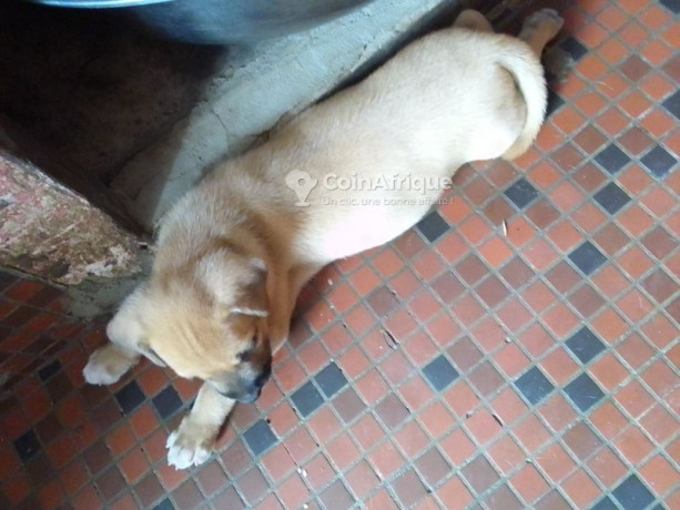 chiens-big-0