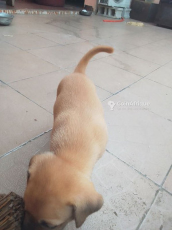 chiens-big-1