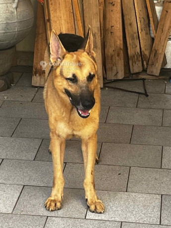 chiots-berger-allemand-big-2