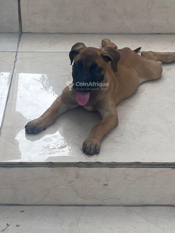 chiot-boerboel-big-0