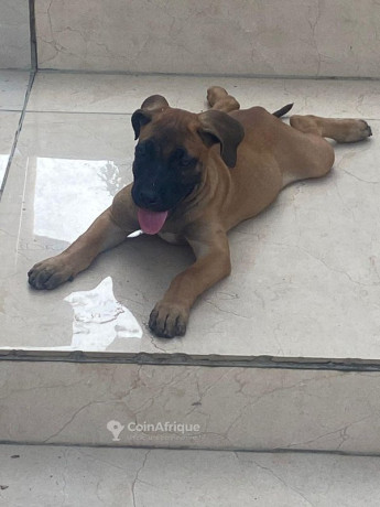 chiot-boerboel-big-1