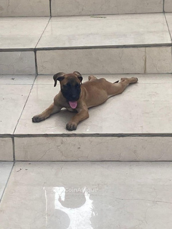 chiot-boerboel-big-2