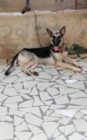 chiot-berger-allemand-big-0