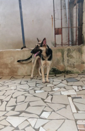 chiot-berger-allemand-big-1
