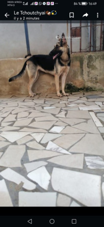 chiot-berger-allemand-big-2