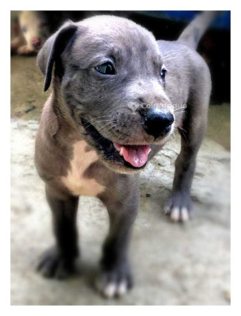 chiots-dogue-allemand-big-0