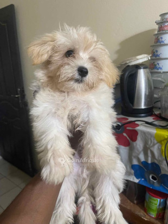 chiot-bichon-frise-big-1