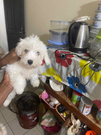 chiot-bichon-frise-big-2
