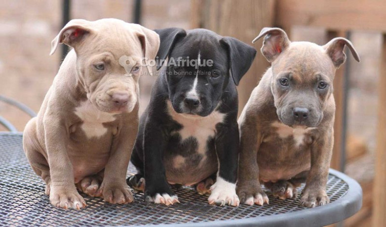 chiot-pitbull-big-0