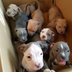 chiot-pitbull-big-1