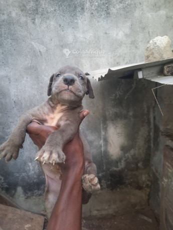 chiot-dogue-allemand-big-0