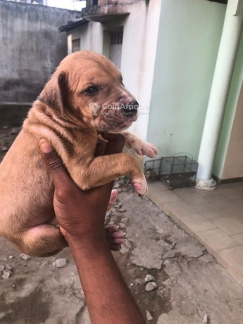 chiot-dogue-allemand-big-1